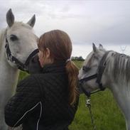 Anden særlig race Minni