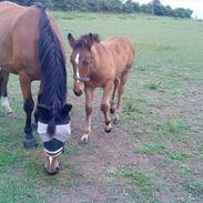 Anden særlig race laika