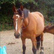 Anden særlig race laika