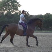 Anden særlig race BECKHAM