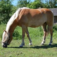 Haflinger Mon-Cherie af Mosegaarden