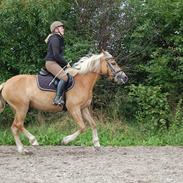 Haflinger Mon-Cherie af Mosegaarden