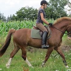 Anden særlig race Skovbrynets Nicklos 