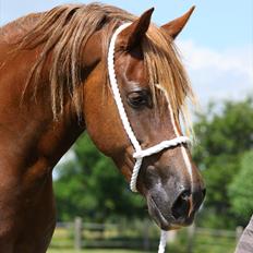 Welsh Cob (sec D) Pennal Free Bee Junior