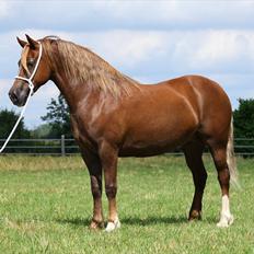 Welsh Cob (sec D) Pennal Free Bee Junior