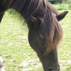 Anden særlig race Guffe