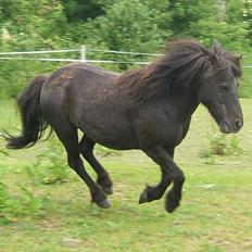 Anden særlig race Guffe