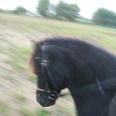 Anden særlig race Guffe