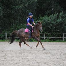 Welsh Pony (sec B) Marieton's Silvy [solgt]