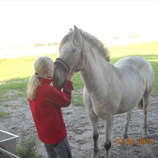 Knabstrupper Inger AKA Brumbas(savnet)