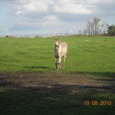 Knabstrupper Inger AKA Brumbas(savnet)