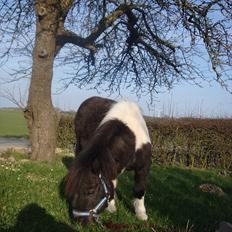 Shetlænder Thorsvang´s Samson