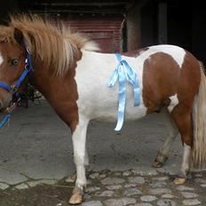 Shetlænder Bob Marley