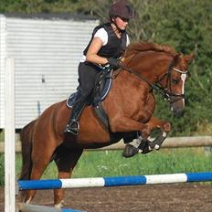 Welsh Pony (sec B) Saffira Stal Bruggewerd