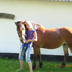 Anden særlig race Sally {Tidligere hest}