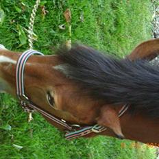 Anden særlig race Sally {Tidligere hest}