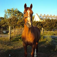 Anden særlig race Corrado
