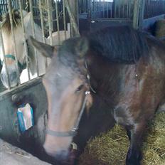 Anden særlig race Cavalina