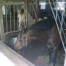 Anden særlig race Cavalina