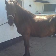 Islænder Djákni frá Enni SOLGT