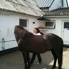 Islænder Djákni frá Enni SOLGT