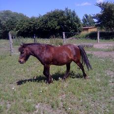 Anden særlig race Felix 