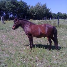 Anden særlig race Felix 