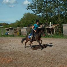 Anden særlig race Felix 