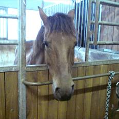 Anden særlig race Thomas (væk)