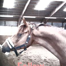 Anden særlig race Flying Fellow  