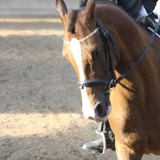 Anden særlig race Flying Fellow  