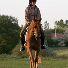 Arabisk fuldblod (OX) Kaché *solgt*