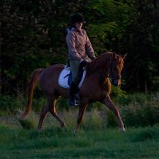 Arabisk fuldblod (OX) Kaché *solgt*