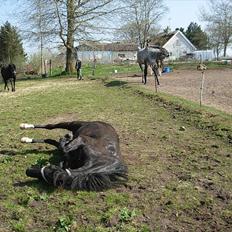 Welsh Pony af Cob-type (sec C) Engholms Bonnie Beate