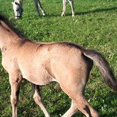 Anden særlig race Diva