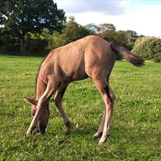 Anden særlig race Diva