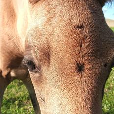 Anden særlig race Diva