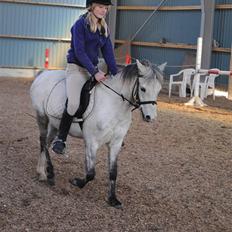 Welsh Pony (sec B) Bess
