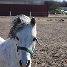 Welsh Pony (sec B) Bess