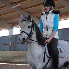 Welsh Pony (sec B) Bess