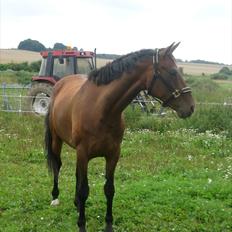 Dansk Varmblod Federica Lightfoot