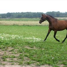 Dansk Varmblod Federica Lightfoot