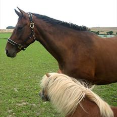 Dansk Varmblod Federica Lightfoot