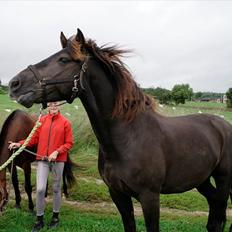 Anden særlig race Zephyr (Solgt)