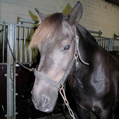 Anden særlig race Zephyr (Solgt)