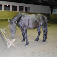 Anden særlig race Zephyr (Solgt)