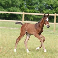 Dansk Varmblod Royal One Cruizer