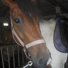 Anden særlig race Bommerlunds Streetboy