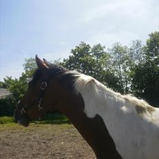 Anden særlig race Bommerlunds Streetboy