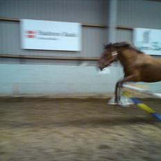 Anden særlig race Thomas (væk)